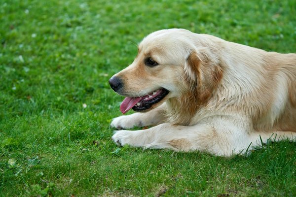 Quiz : quelle race de chien est faite pour vous ?