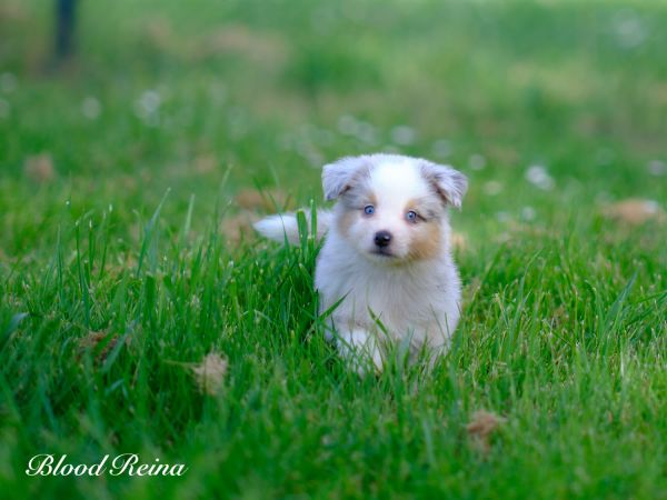 Élevage familial de Berger Américain Miniature : le détail qui change tout dans le choix d’un chien